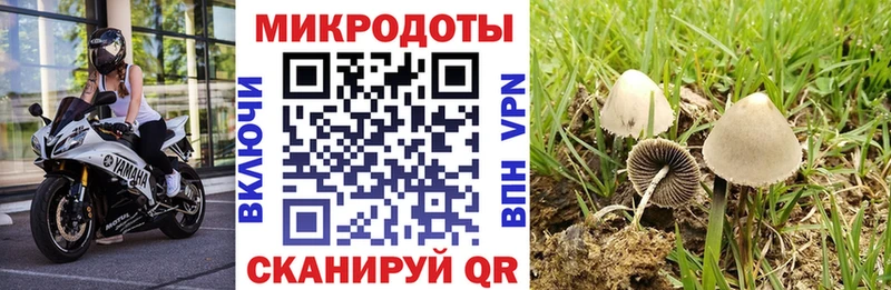 Псилоцибиновые грибы GOLDEN TEACHER  Купить где  Краснодар 